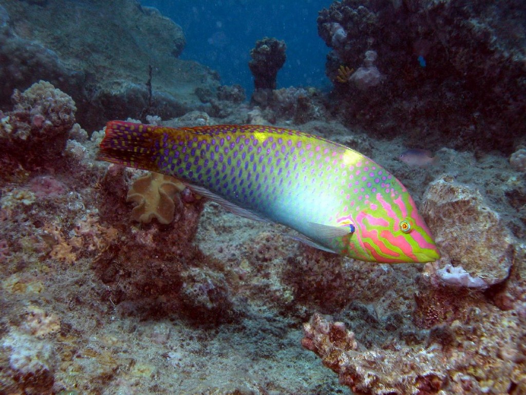 Halichoeres hortulanus (Labride a scacchiera)